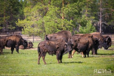 В дирекции биоресурсов Якутии опровергли информацию о нахождении бизонов у села Синск