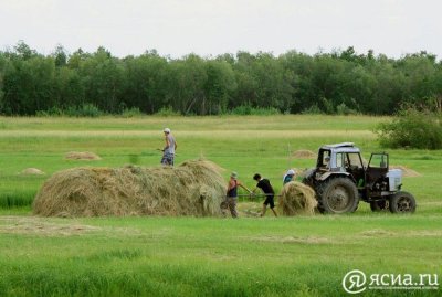 Чурапчинский улус в этом году планирует заготовить 39 тысяч тонн сена