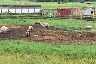Остался без работы и занялся фермерством: житель Амгинского района с нуля создал свиноферму