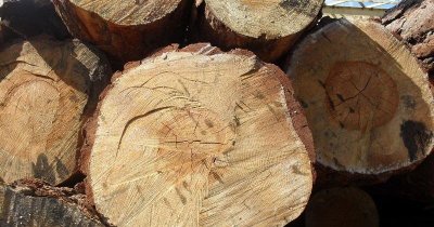 Житель Якутии получил срок за незаконную рубку леса