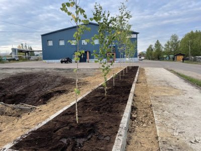 Десять саженцев березы в честь десятилетнего юбилея ТРК «Чудо–парк» /  Алдан Алданский 