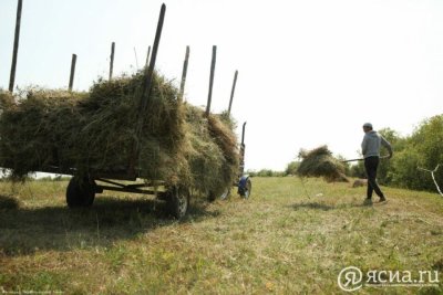 План по заготовке сена в Чурапчинском районе Якутии выполнен на 46% /   Чурапчинский Республика Саха (Якутия)