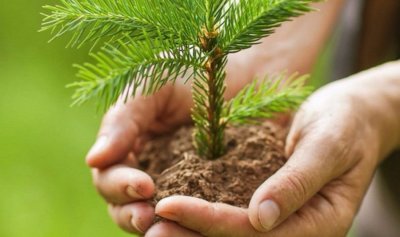 Более 10 тысяч саженцев деревьев высадят в Якутии в этом году