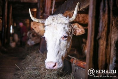 Массовый падёж скота произошёл в Верхневилюйском районе Якутии