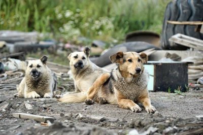 Пострадавшему от укуса собаки ребенку выплатят компенсацию морального вреда в Якутии
