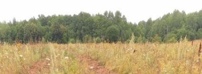 Участок леса, засаженный культурой дуба в 1768 году и положивший начало лесокультурному делу в Чувашии /  / Чувашская республика