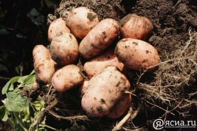План уборки урожая картофеля в Якутии выполнен на 82%