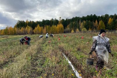 В Ленском районе овощеводам убрать урожай помогли сотрудники администрации и учреждений