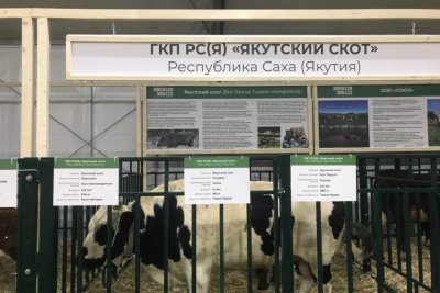 Якутский скот участвует в выставке "Золотая осень-2022" в Москве