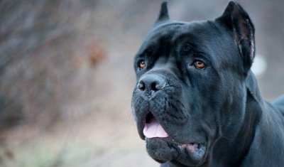 В Якутии умерщвлены три собаки с подтвержденным бруцеллёзом