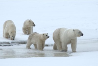 Редкое семейство белых медведей заснял якутский режиссер