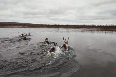 АЛРОСА продолжает оказывать поддержку ученым в мониторинге диких северных оленей
