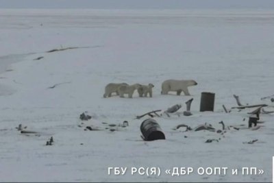 Многодетное семейство белых медведей обнаружено в ресурсном резервате в Якутии