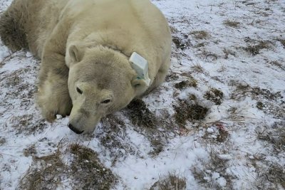 В Якутии ученые начали наблюдение за белой медведицей