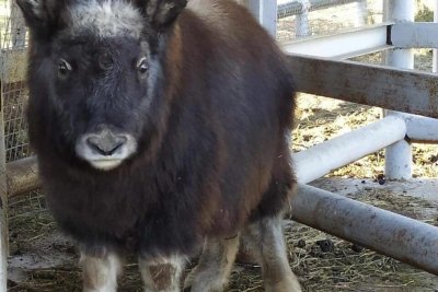 Овцебык из якутского зоопарка «Орто Дойду» переехал в Новосибирск