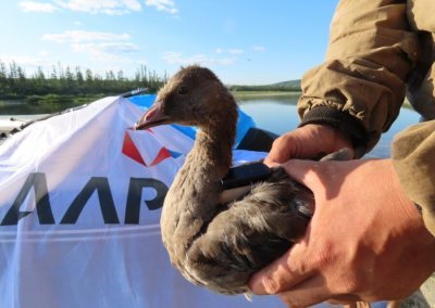 Ученые продолжают изучение редкого вида гуся в Якутии