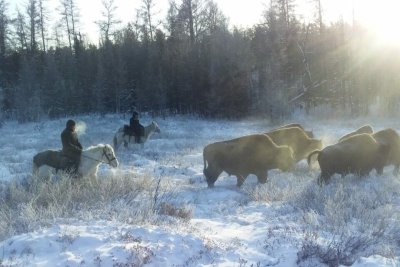 В якутском парке «Тумара» провели зимний отгон лесных бизонов