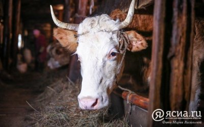 В Якутии грубых кормов на зимовку скота хватает в полном объёме