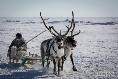 В Якутии пройдет первый международный чемпионат по традиционному оленеводству