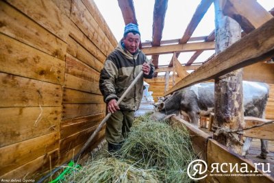 Объемы кормопроизводства повысились в Якутии / ЯСИА   Республика Саха (Якутия)