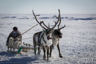 До 171 тысячи увеличилось поголовье оленей в Якутии в 2023 году / ЯСИА   Республика Саха (Якутия)