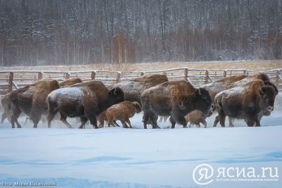 Зимний турсезон откроется с 23 февраля в питомнике лесных бизонов «Усть-Буотама»