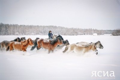 В Якутии 21 марта отметят День коневода-табунщика