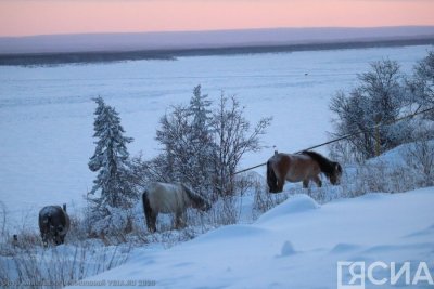 Елена Голомарёва: «Коневодам в Арктике нужно оказывать особую поддержку»