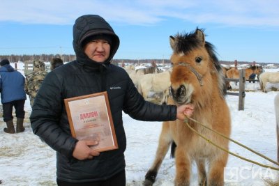 Лучшего жеребца якутской породы янского типа выбрали на Дне коневода-табунщика