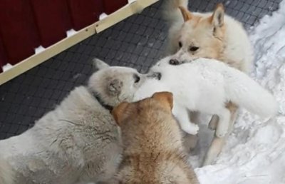 «Страшно выходить на улицу»: жители Тикси жалуются на стаи бродячих собак