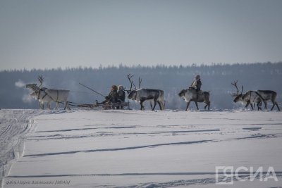 В Якутии на восемь тысяч выросло поголовье оленей