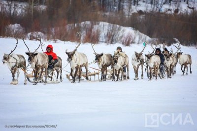 Субсидирование оленеводства в Якутии увеличили более чем на 30% / Саина Титова   Республика Саха (Якутия)