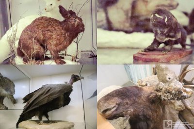 Мутанты, гибриды, случайные гости: необычные животные и птицы, которых обнаружили в Якутии