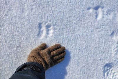 Белые медведицы с детенышами вышли из родовых берлог в Якутии / ЯСИА   Республика Саха (Якутия)