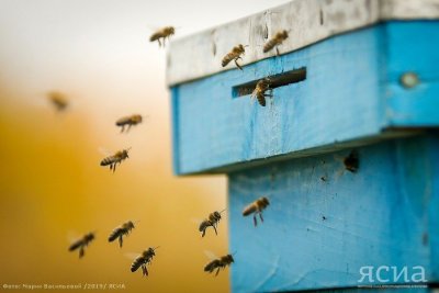 В Якутию доставят 250 пчелосемей из Удмуртии