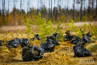 В Парке Победы Якутска высадят 3500 саженцев деревьев в рамках акции «Сад памяти»