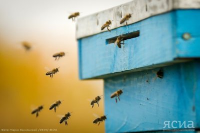 Пчел из Удмуртии доставят в Якутию до конца июня
