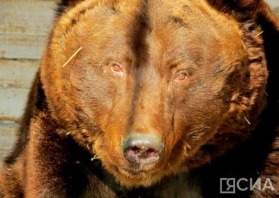 Медведица напала на женщину в Хангаласском районе Якутии. Пострадавшая госпитализирована
