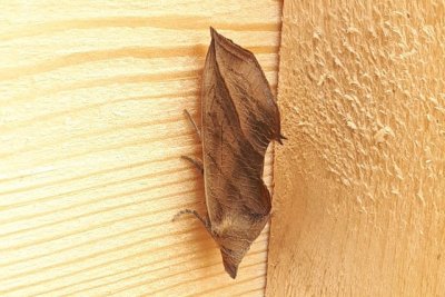 Жители Нюрбы заметили необычное насекомое, напоминающее засохший лист