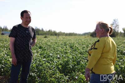 Более 700 тонн картофеля планирует собрать в Якутске хозяйство «Котрус»