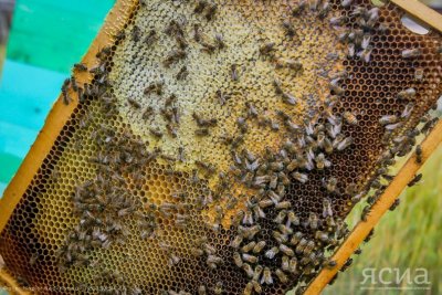 Мед под маркой органического продукта: в Якутии запущен Центр производства меда