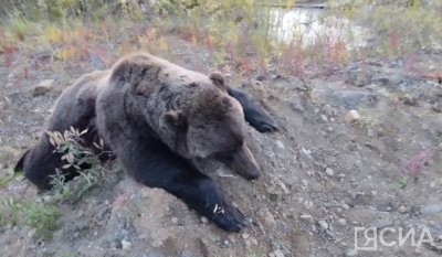 Три медведя забрели в поселок Черский. Одного из них убили