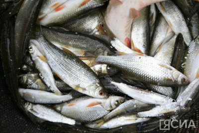 Сетные орудия добычи при любительском рыболовстве запретят в Якутске