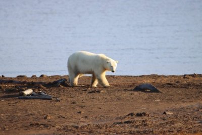 Белых медведей в якутской Арктике посчитали с помощью беспилотников
