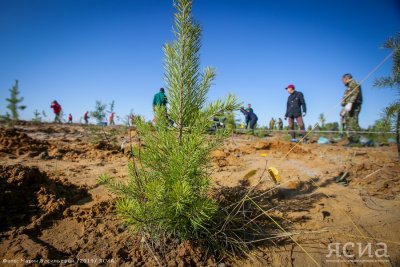 Более 100 саженцев деревьев высадили в Томпонском районе Якутии