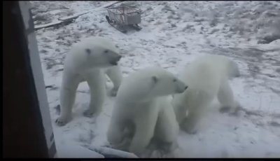 Видеофакт: семейство белых медведей засняли в Нижнеколымском районе Якутии