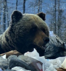 В Якутии медведь-шатун вышел на свалку рядом с поселком Усть-Нера. Фото и видео