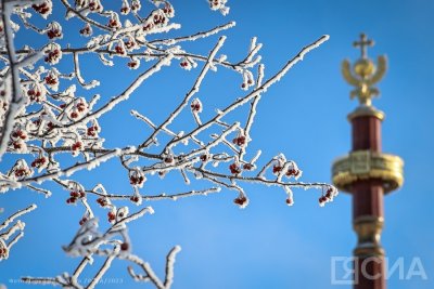 Видеофакт: в Якутске распустились почки на деревьях в -28 градусов