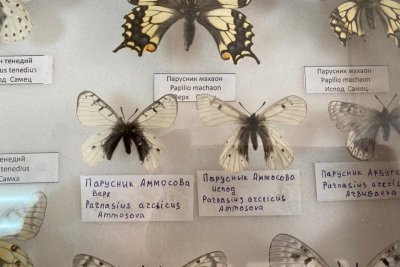 Об уникальных бабочках в Момском районе рассказал инспектор природного парка