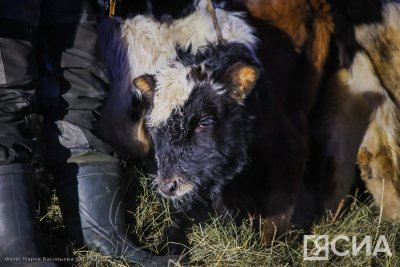 В Якутии увеличилось поголовье коренной породы скота